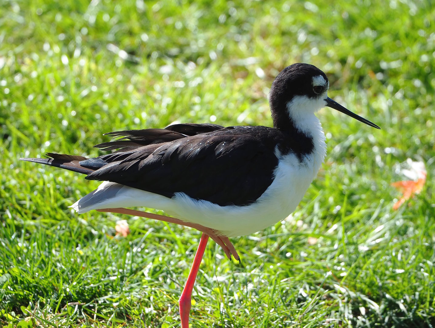 Black-necked stilt (Himantopus mexicanus), 2022-09-12