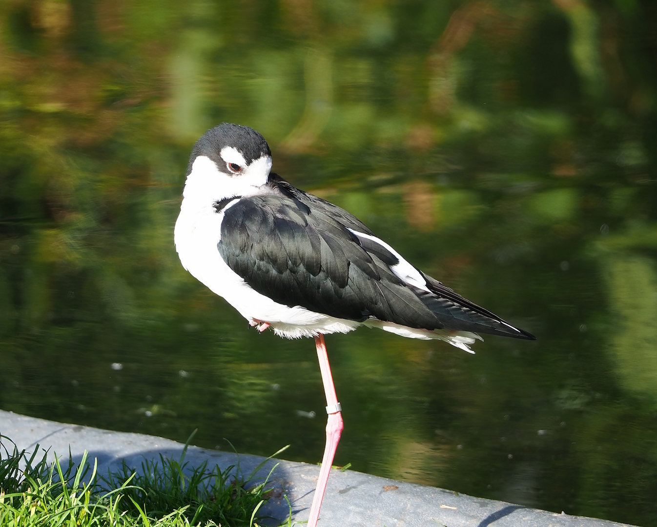 Black-necked stilt (Himantopus mexicanus), 2022-10-19