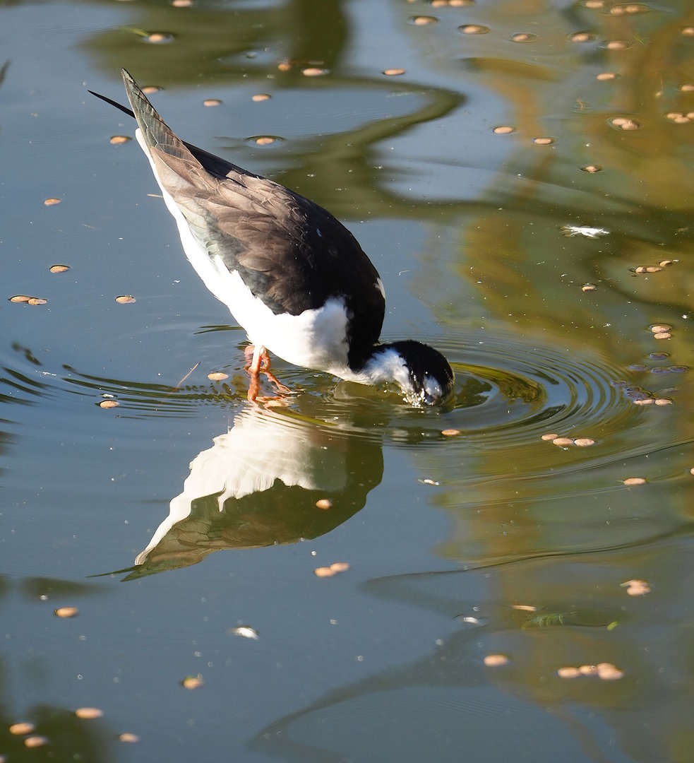 Black-necked stilt (Himantopus mexicanus), 2022-11-12