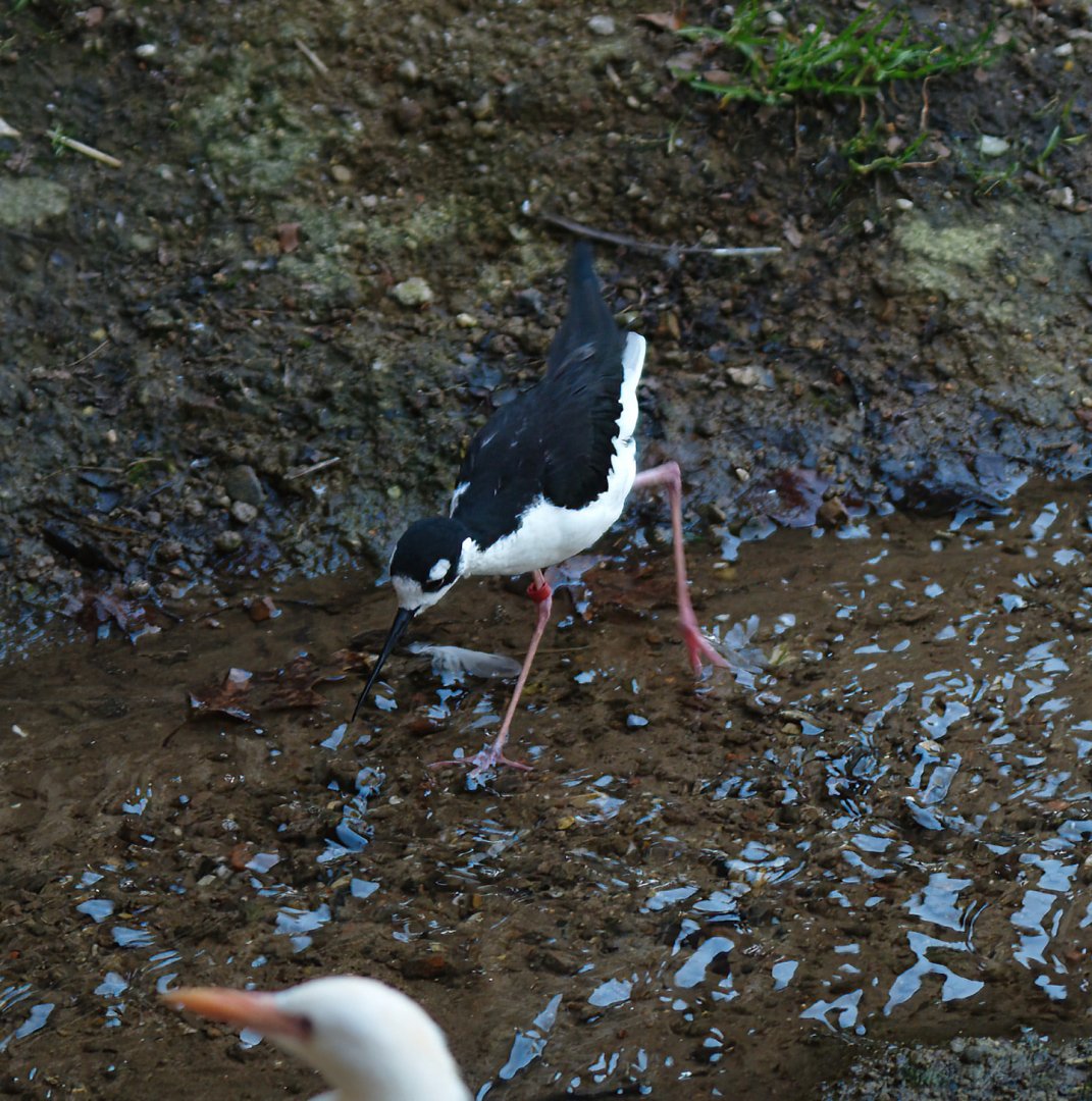 Black-necked stilt (Himantopus mexicanus mexicanus), 2010-04-18