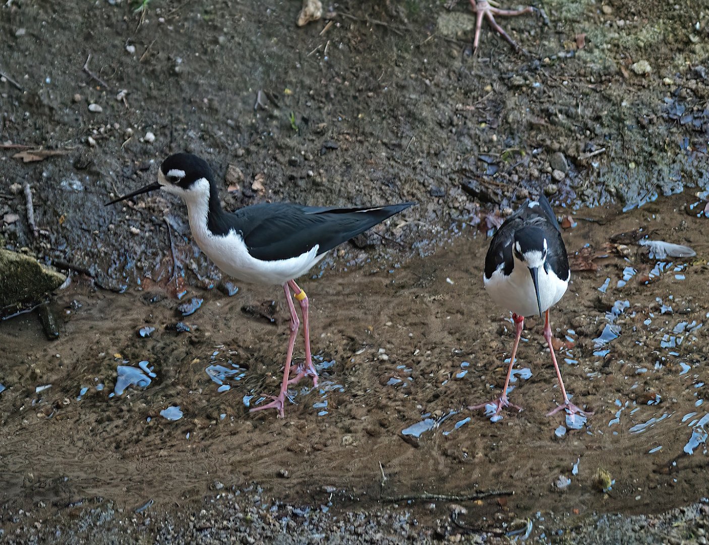 Black-necked stilt (Himantopus mexicanus mexicanus), 2010-04-18