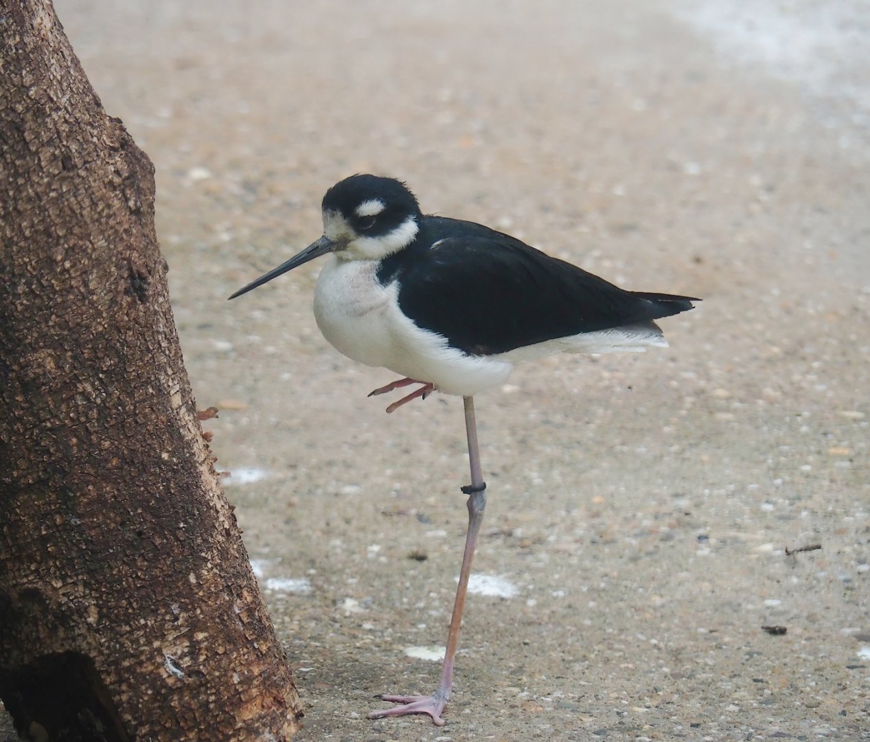 Black-necked stilt (Himantopus mexicanus mexicanus), 2023-08-17
