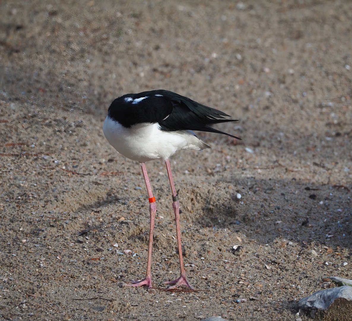 Black-necked stilt (Himantopus mexicanus mexicanus), 2024-01-01