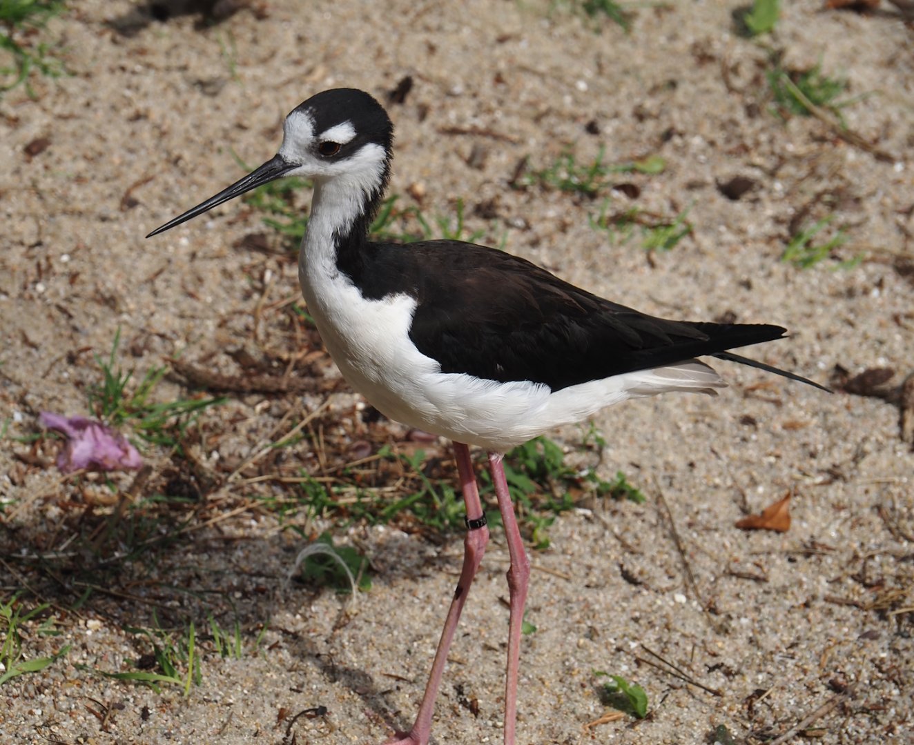 Black-necked stilt (Himantopus mexicanus mexicanus), 2024-05-21