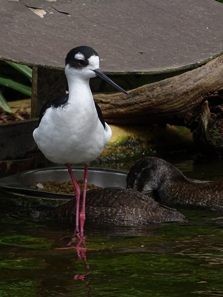 Black-necked stilt (Himantopus mexicanus mexicanus)