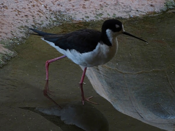 Black-necked stilt (Himantopus mexicanus mexicanus)