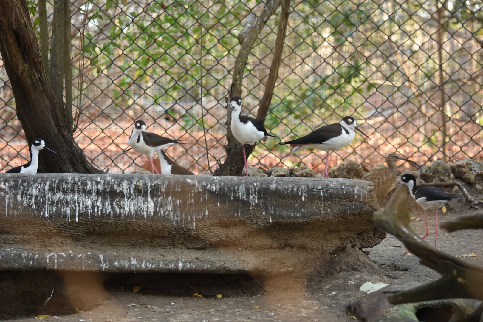 Black-necked stilt (Himantopus mexicanus) & Whimbrel (Numenius phaeopus)