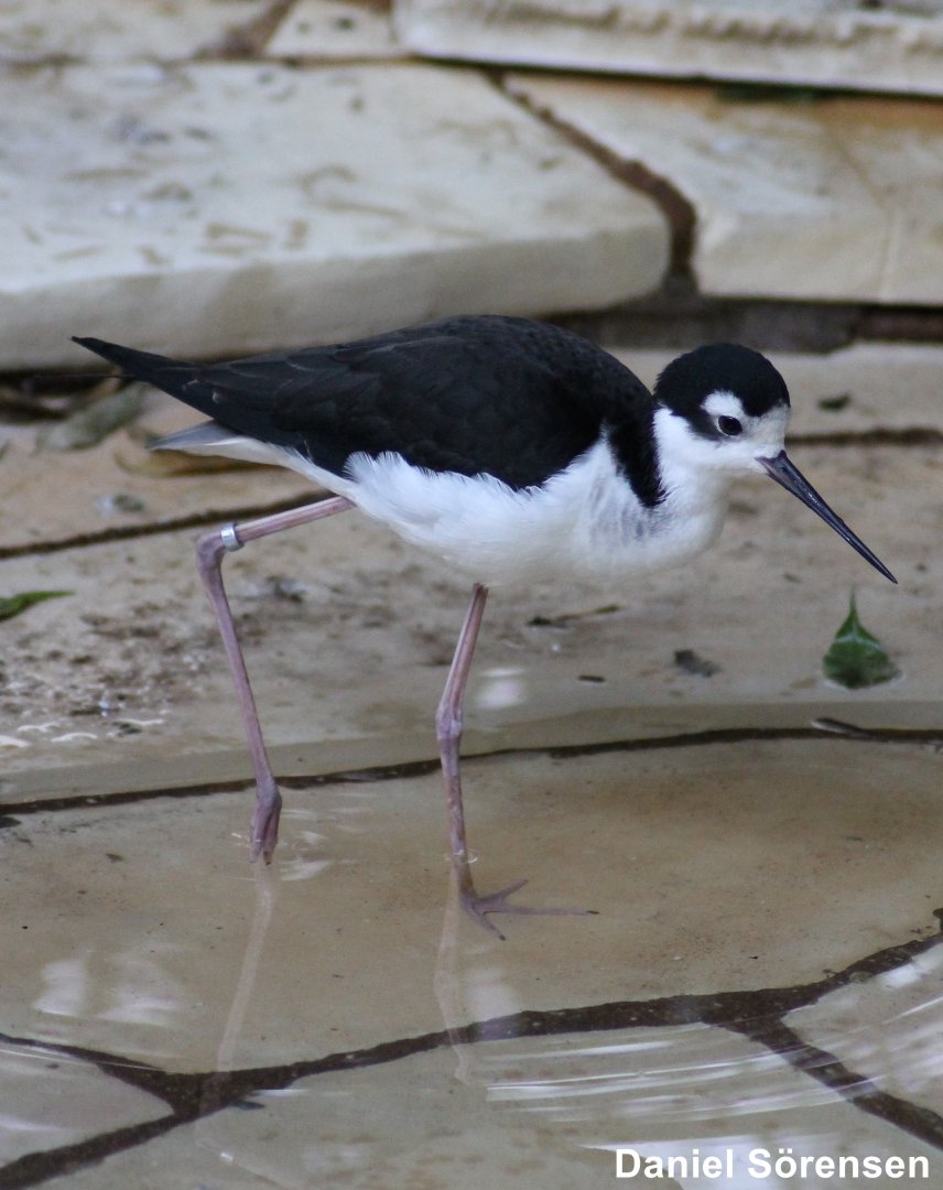 Black-necked stilt (Himantopus mexicanus)