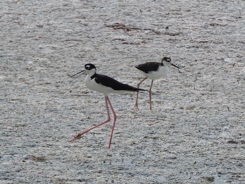 Black-necked stilt (Himantopus mexicanus)
