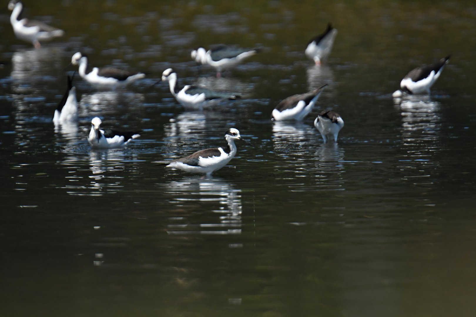 Black-necked Stilt (Himantopus mexicanus)