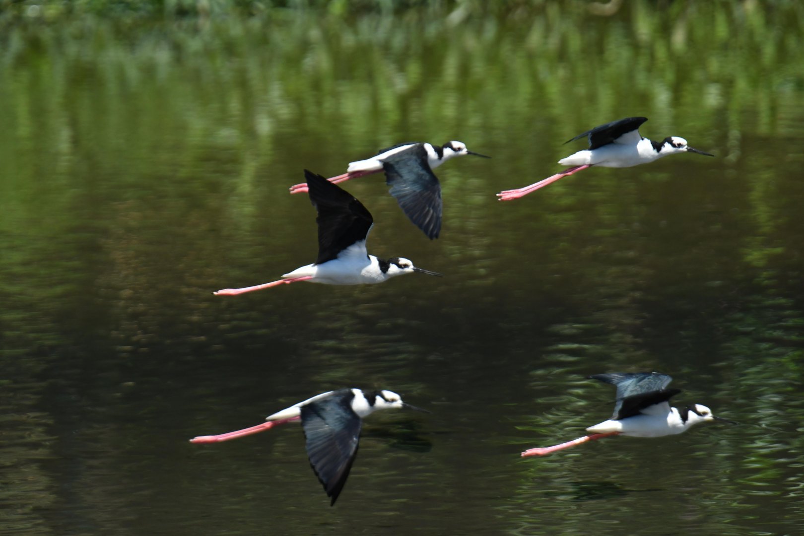 Black-necked Stilt (Himantopus mexicanus)
