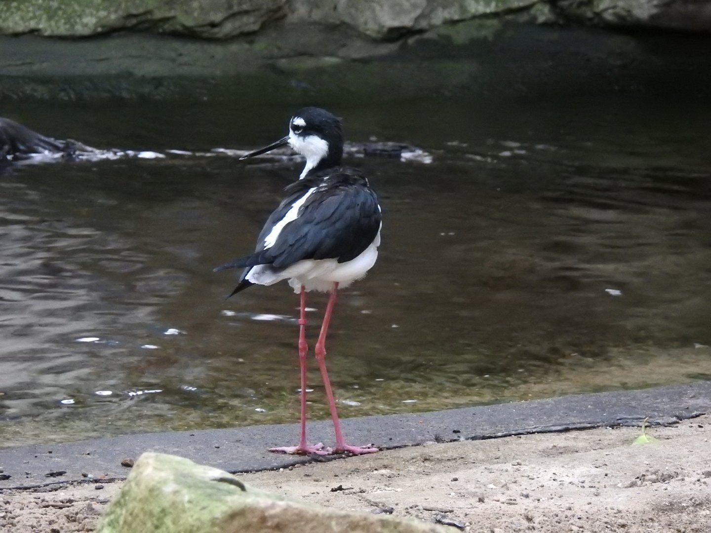 Black-Necked Stilt (Himantopus mexicanus)
