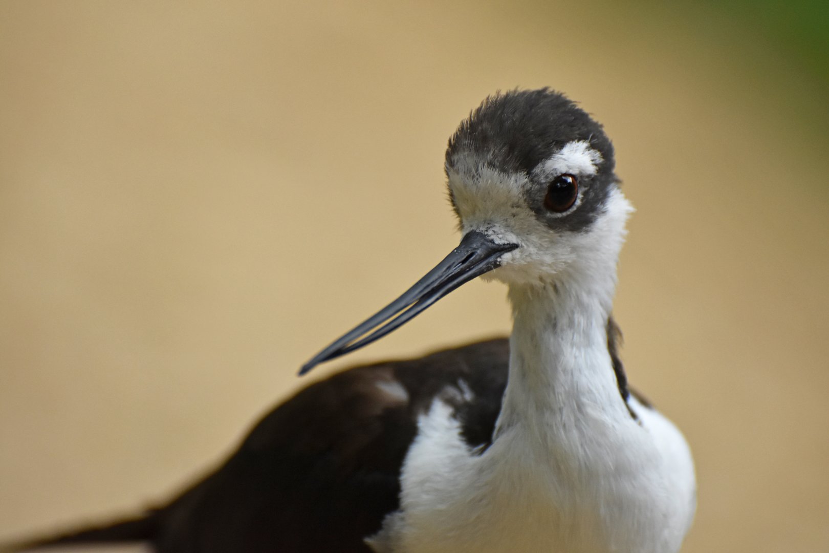 Black-necked Stilt Himantopus mexicanus