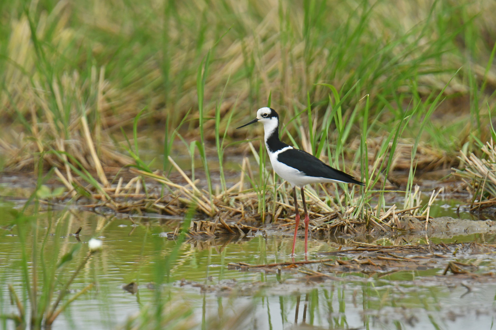 Black-necked Stilt Himantopus mexicanus