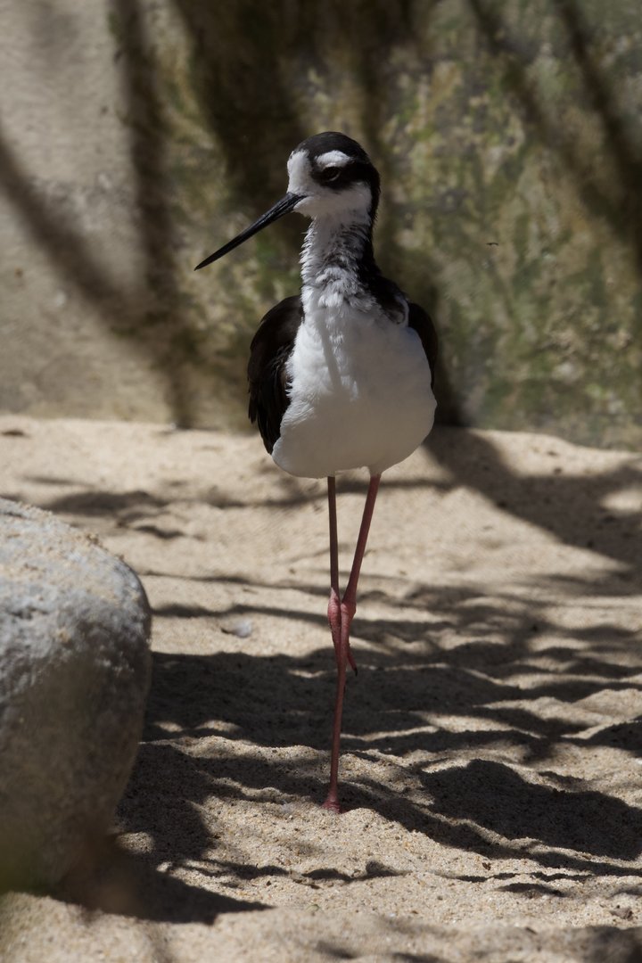 Black-necked stilt/ Himantopus mexicanus