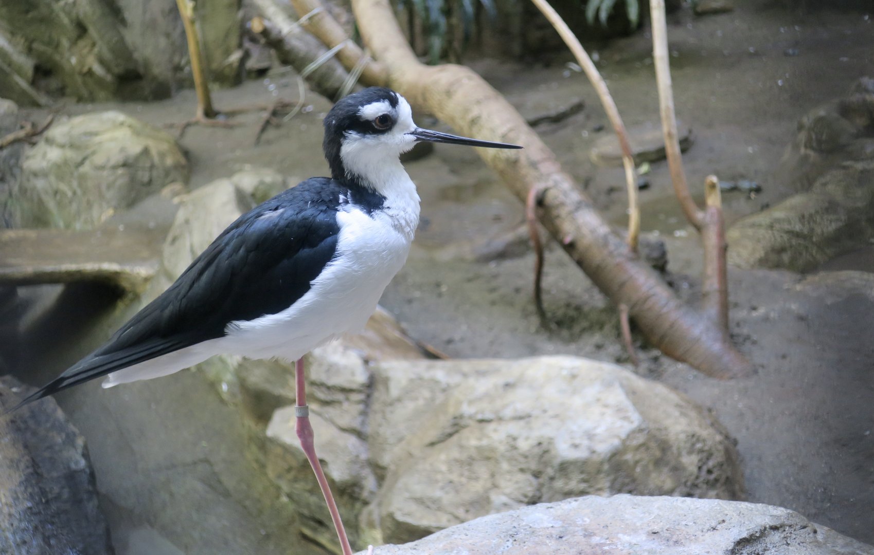 Black-Necked Stilt (Himantopus mexicanus)