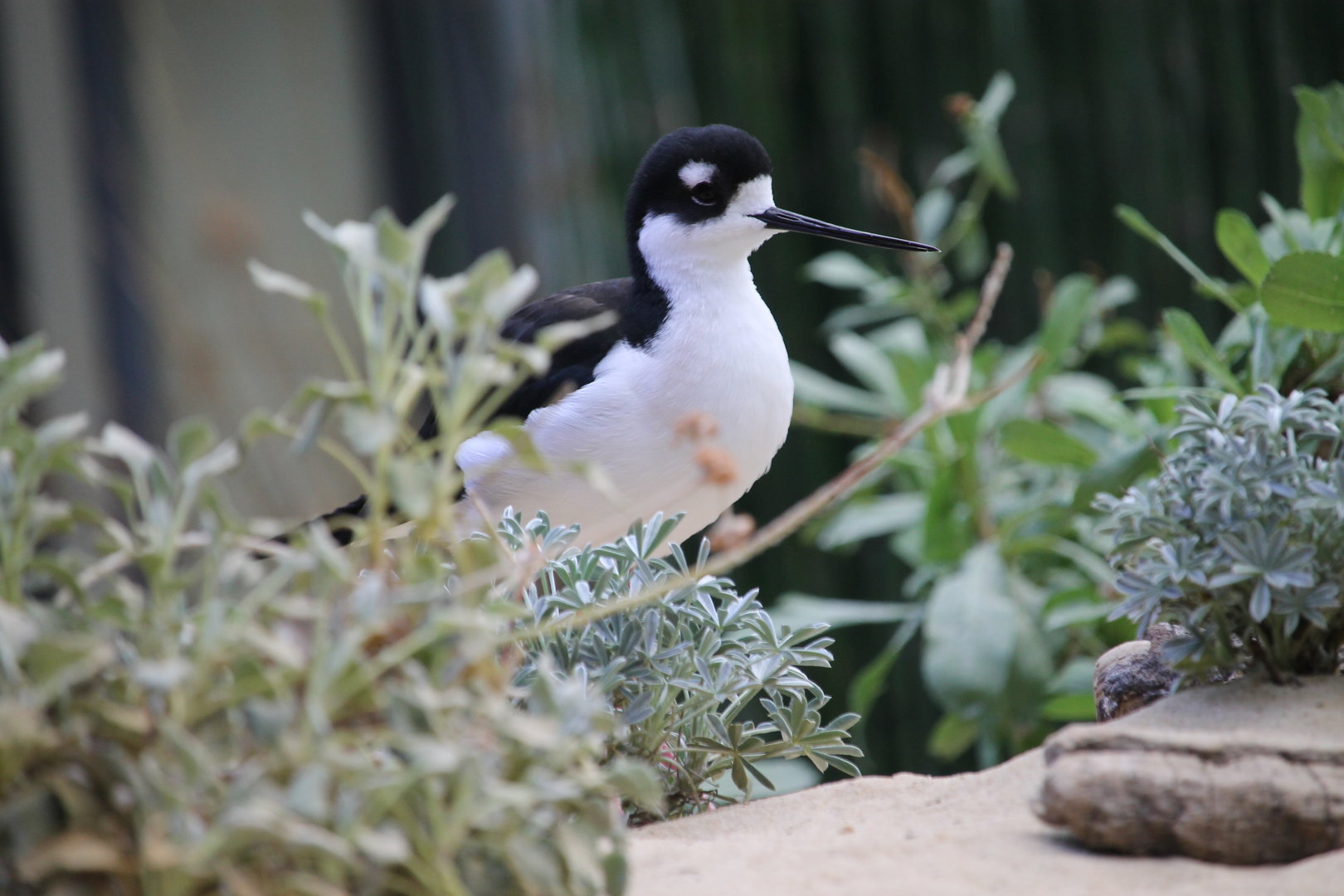 Black-necked Stilt (Himantopus mexicanus)