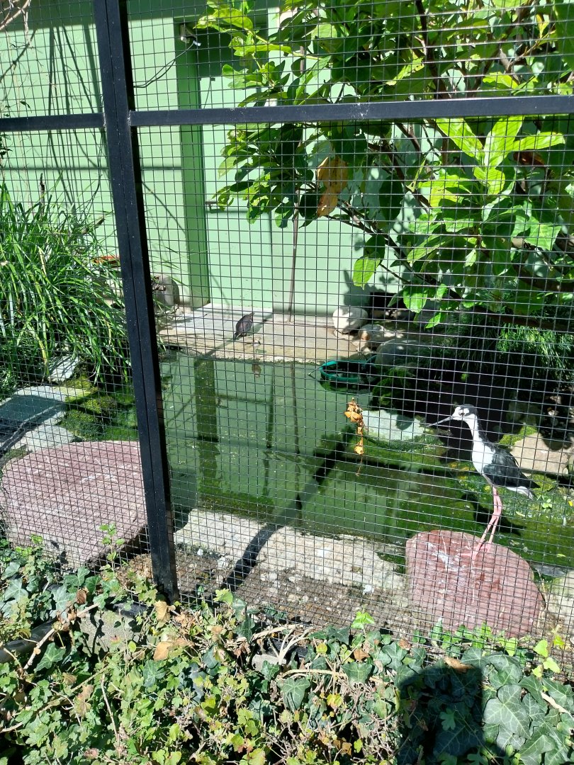 Black-necked stilt (Himantopus mexicanus)