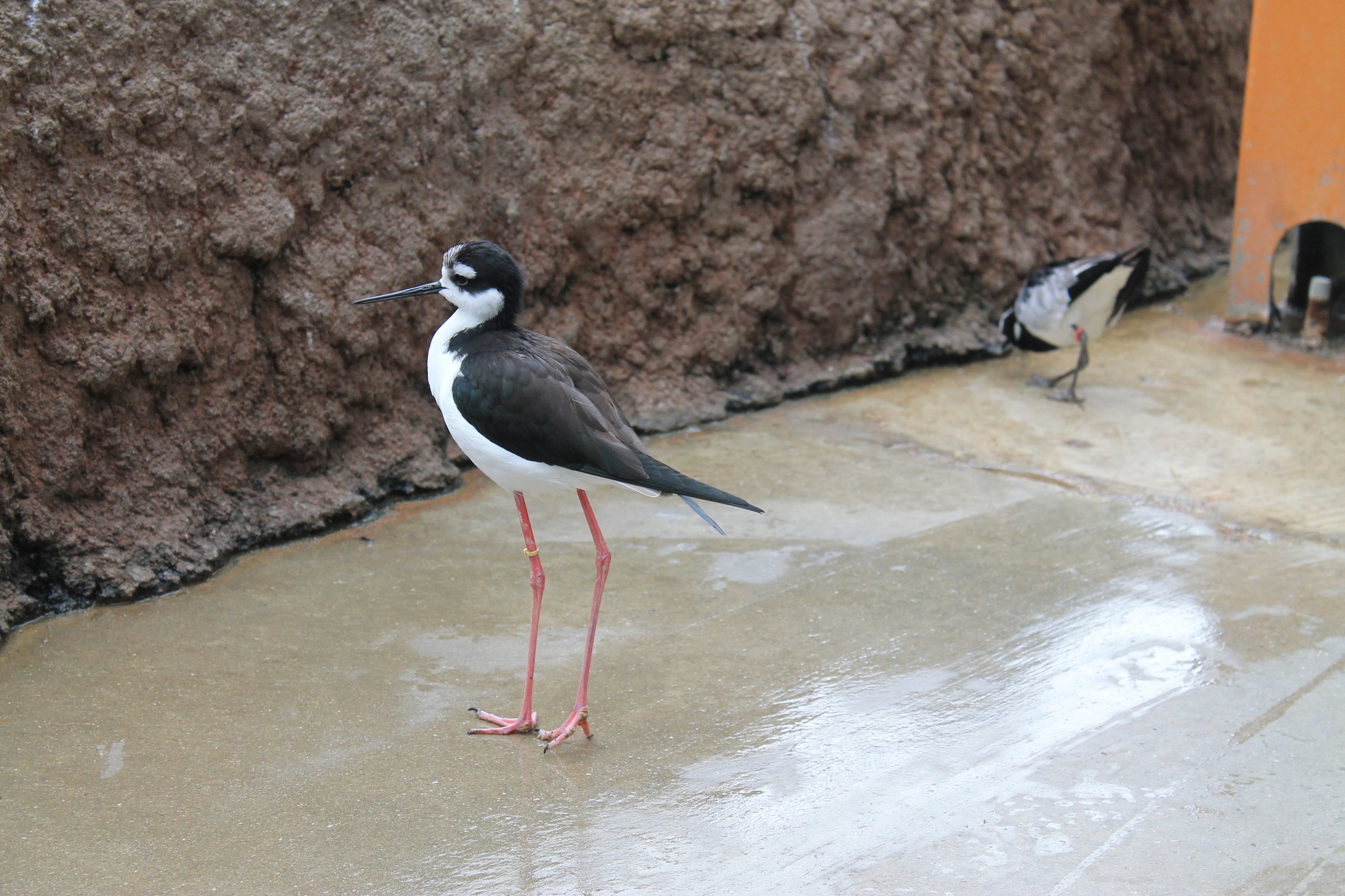 Black-necked Stilt (Himantopus mexicanus)