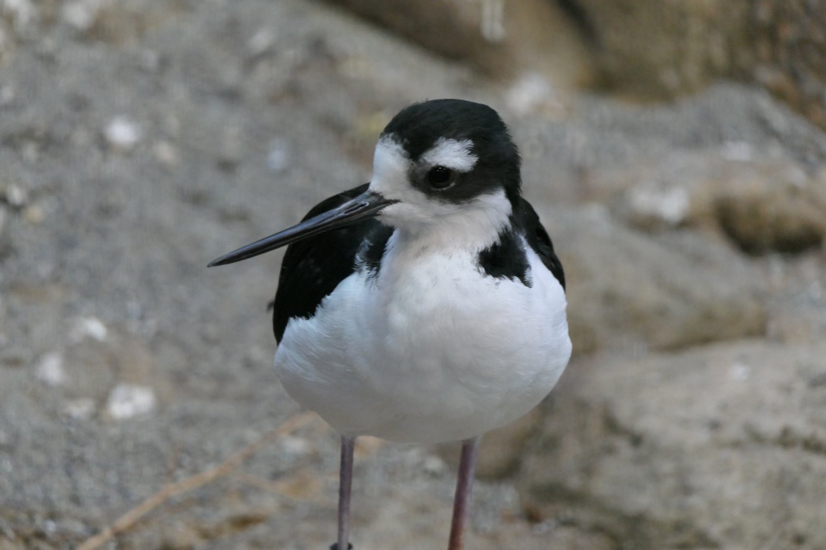 Black-necked Stilt (Himantopus mexicanus)