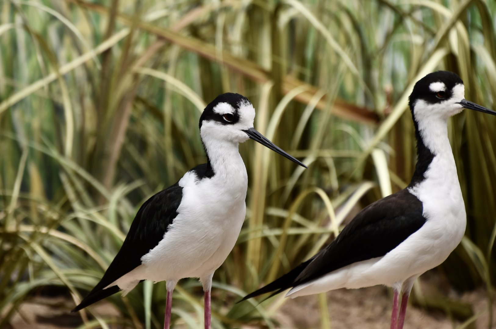 Black-Necked Stilt (Himantopus mexicanus)
