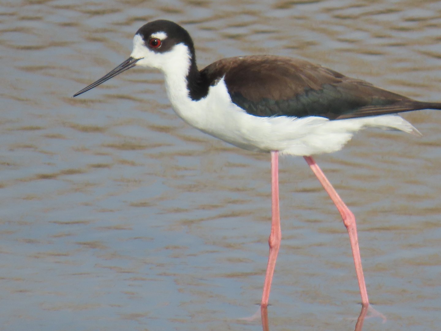 Black-necked Stilt (Himantopus mexicanus)