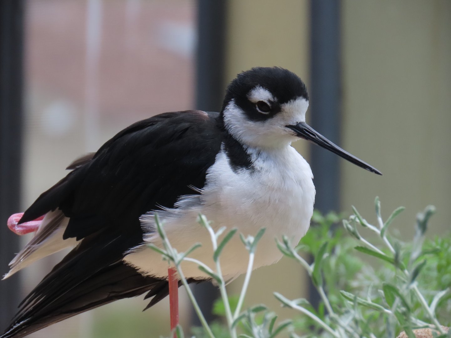 Black-necked Stilt (Himantopus mexicanus)