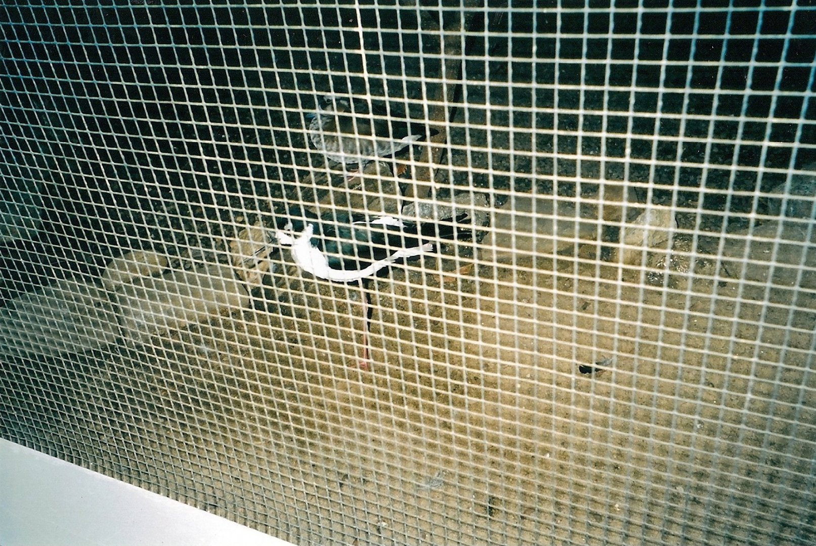 Black Necked Stilt January 2005