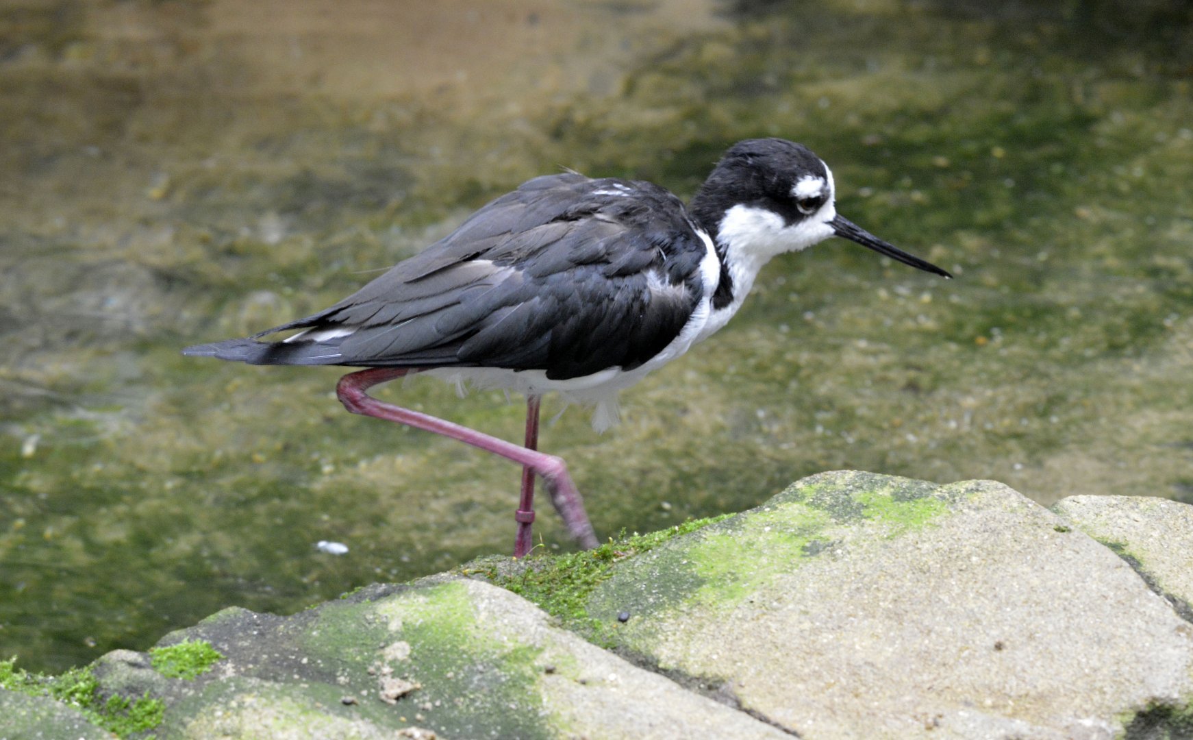 Black Necked Stilt London zoo 25 07 2020