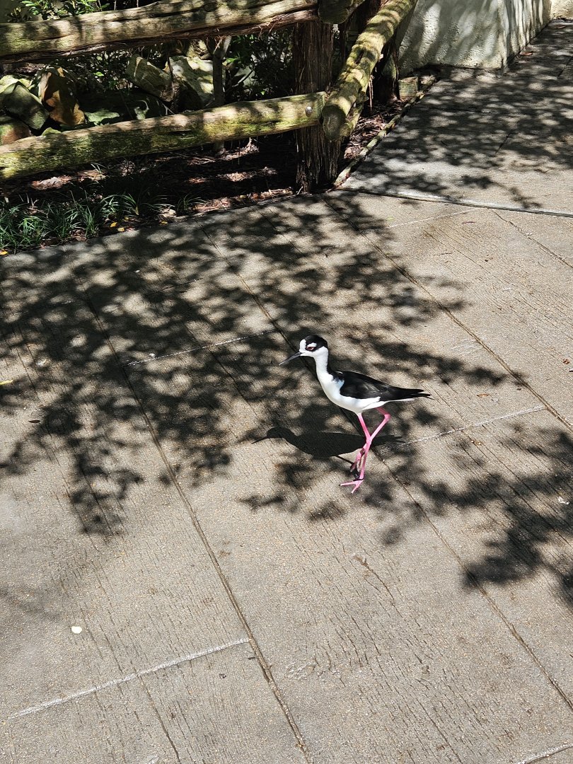 Black-necked stilt wanders