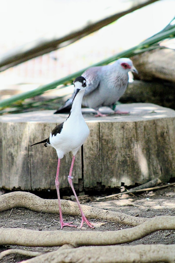 Black-necked Stilt with One of Many of the Speckled Pigeons [May 26, 2022]