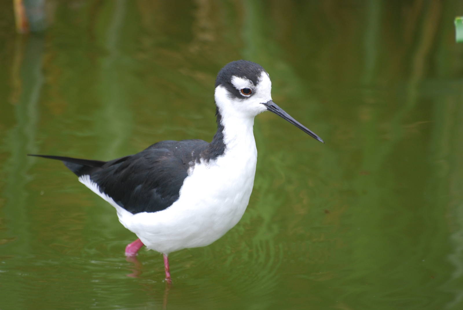 Black-necked stilt