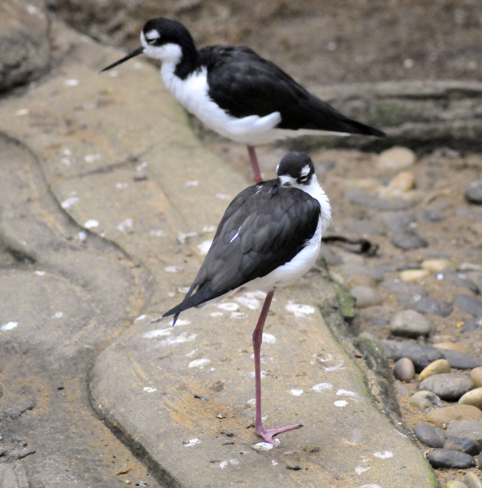 black necked stilt