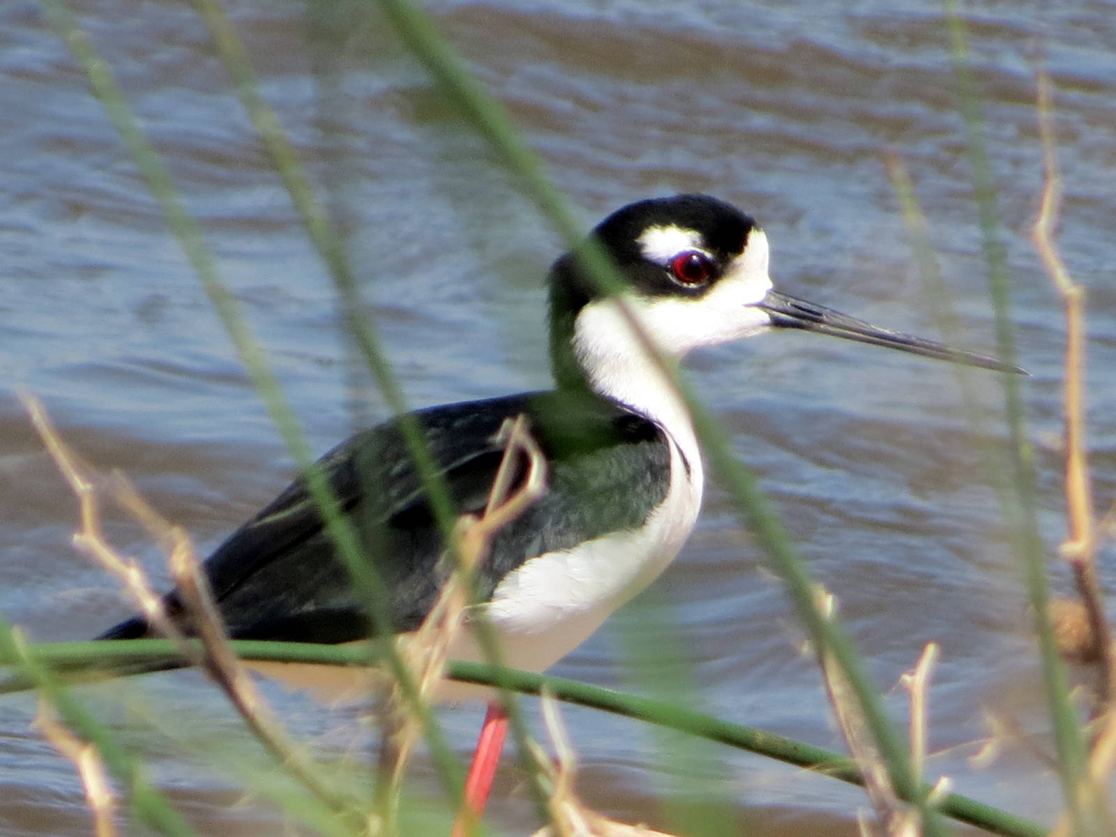Black-necked Stilt