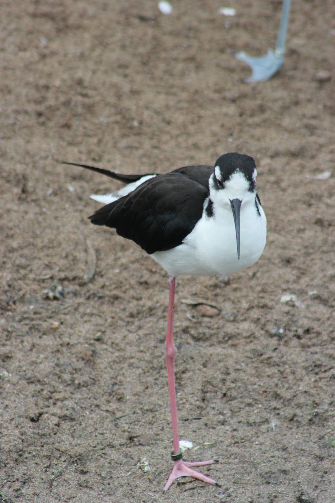 Black-necked stilt