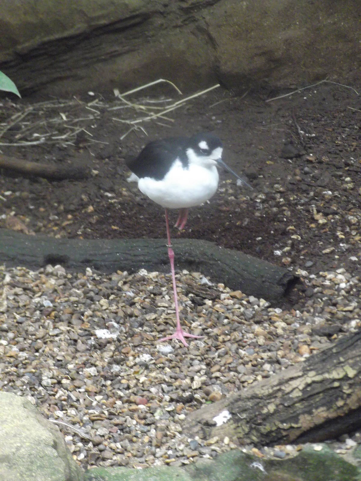 Black-necked Stilt