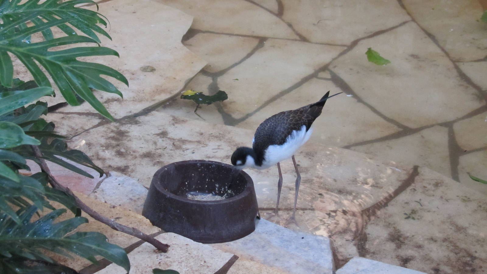 Black-necked stilt