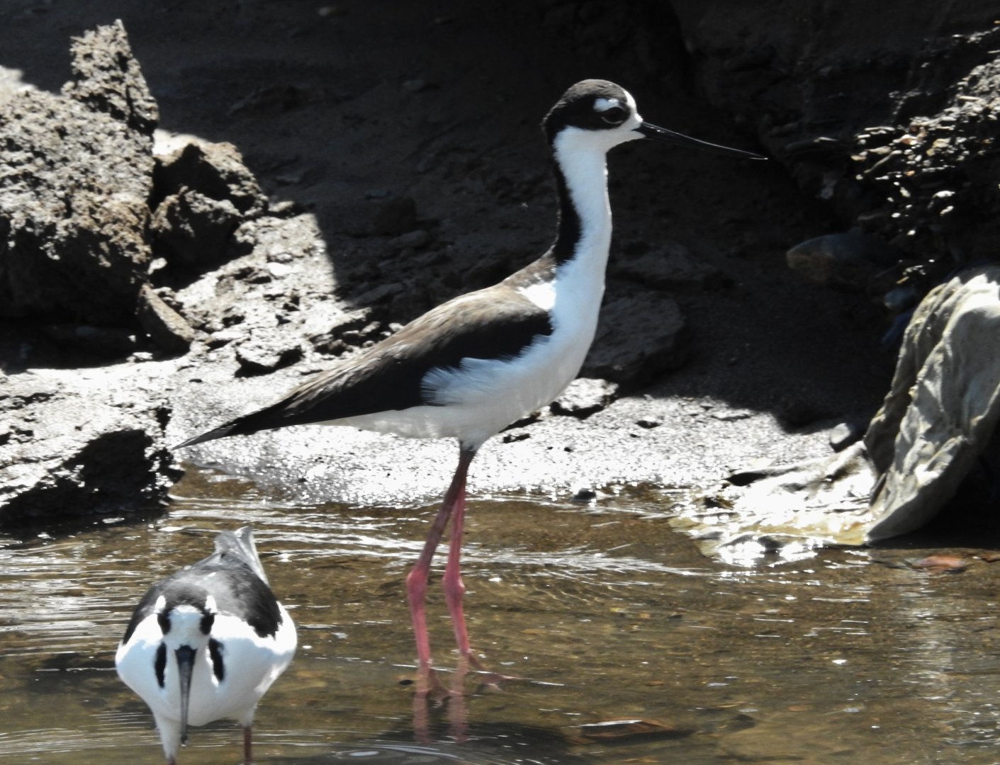 Black Necked Stilt