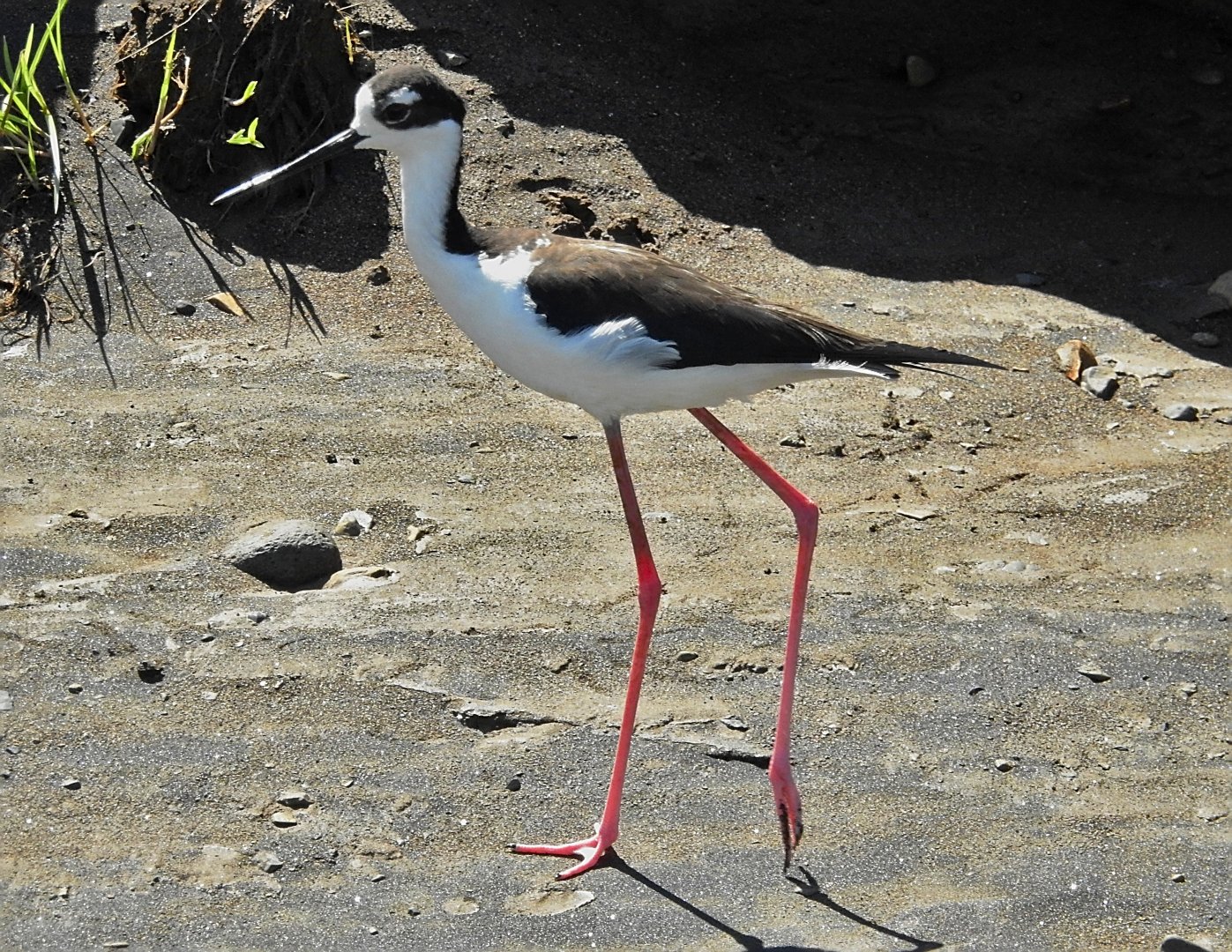 Black Necked Stilt