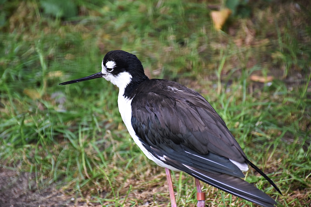 Black-necked stilt