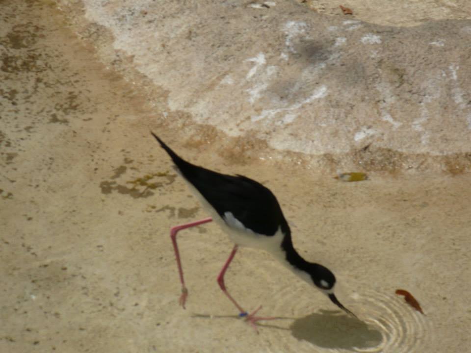 Black-necked stilt
