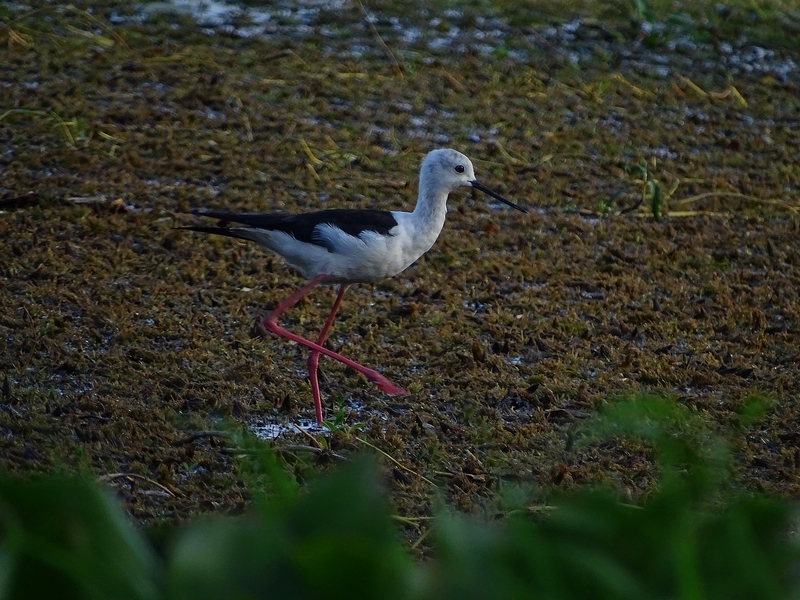 Black-necked stilt