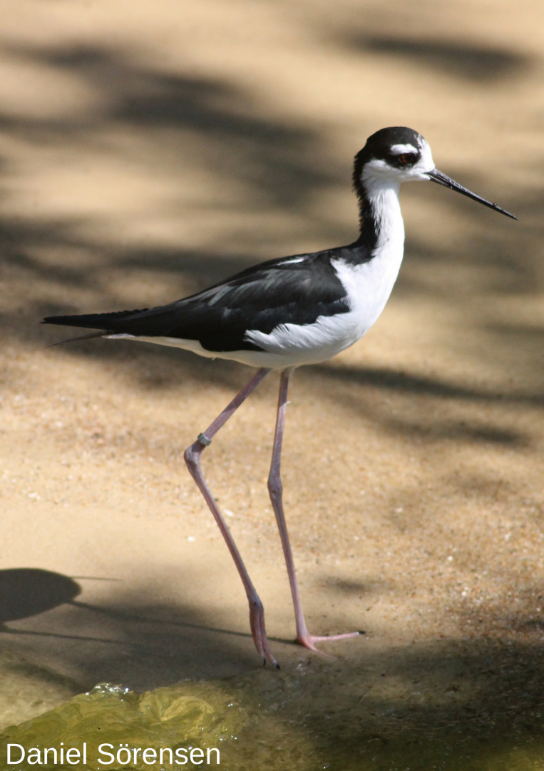 Black-necked stilt