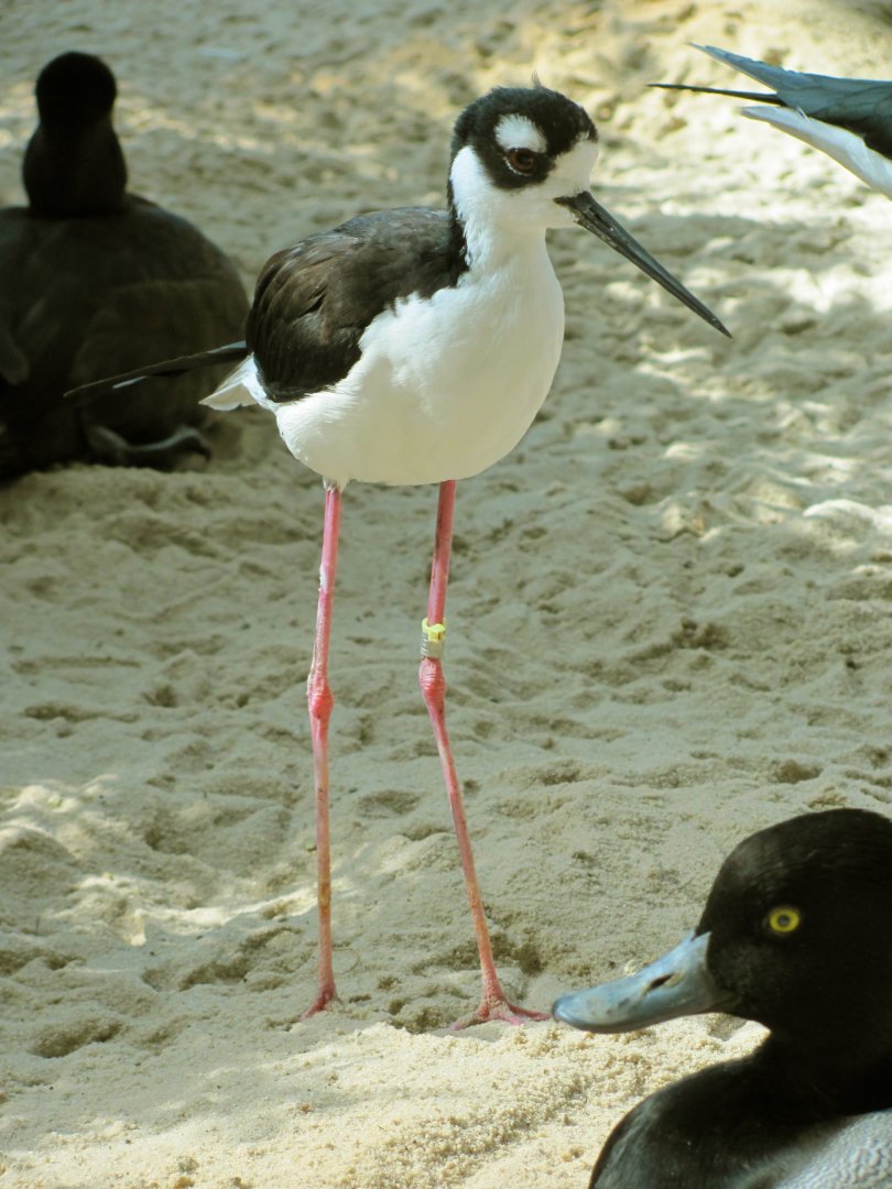 Black-Necked Stilt