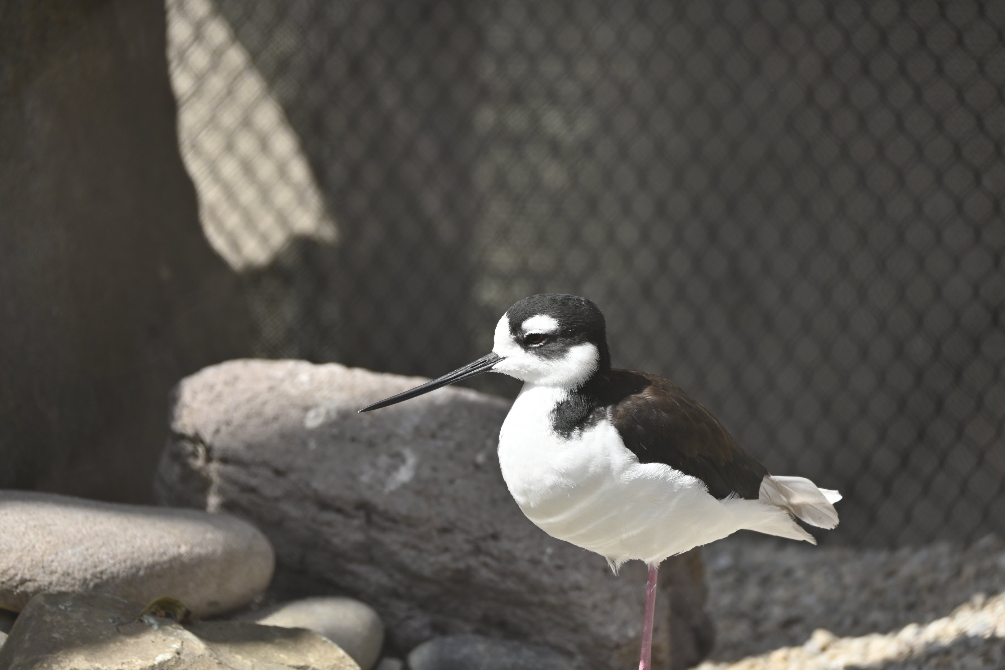 Black Necked Stilt