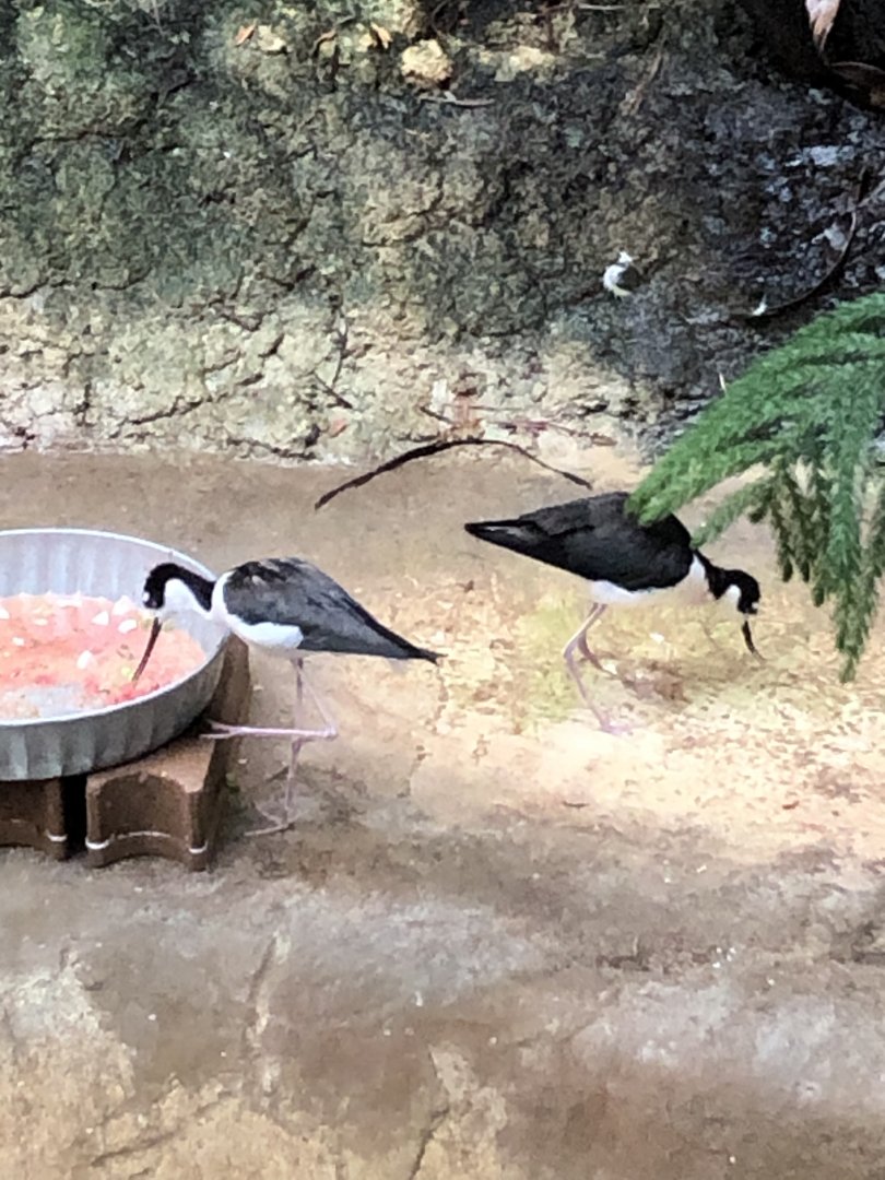 Black-Necked Stilt