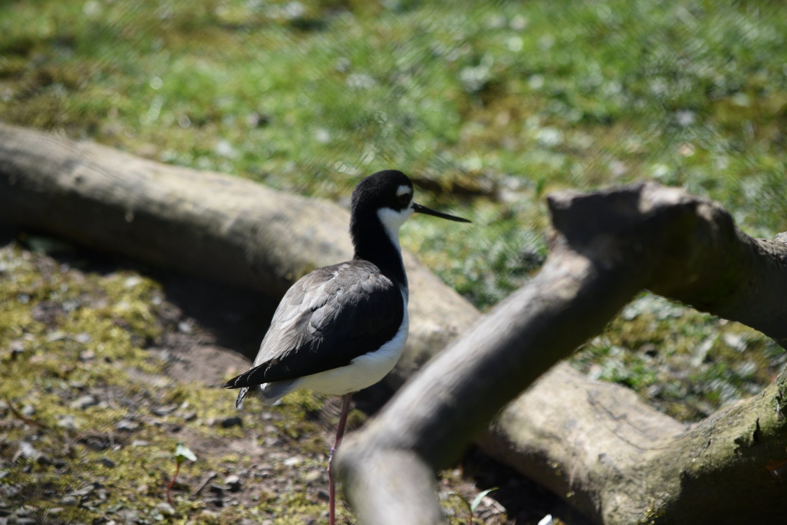 Black-necked Stilt