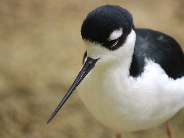 Black-necked Stilt