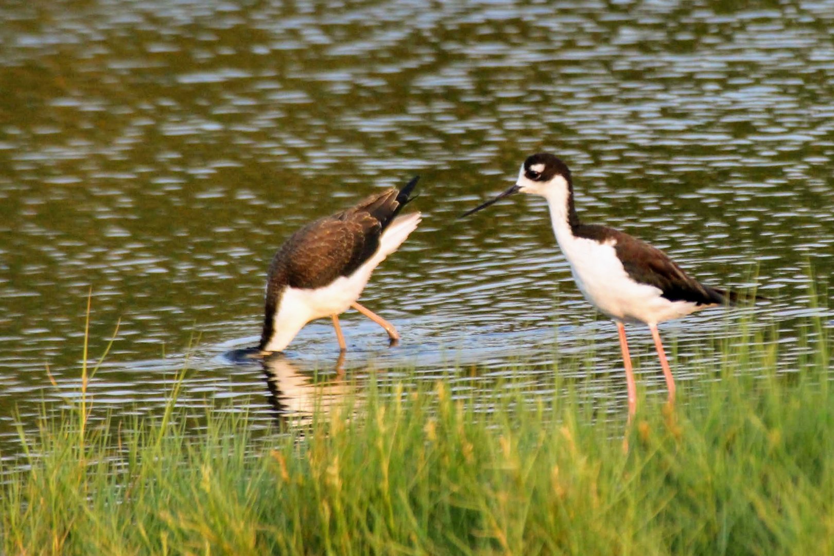 Black-necked Stilt