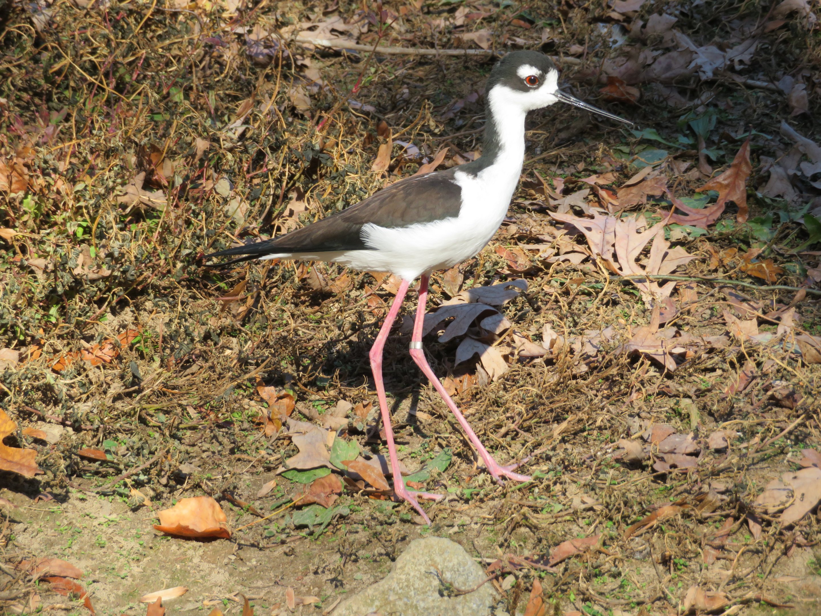 Black-necked Stilt